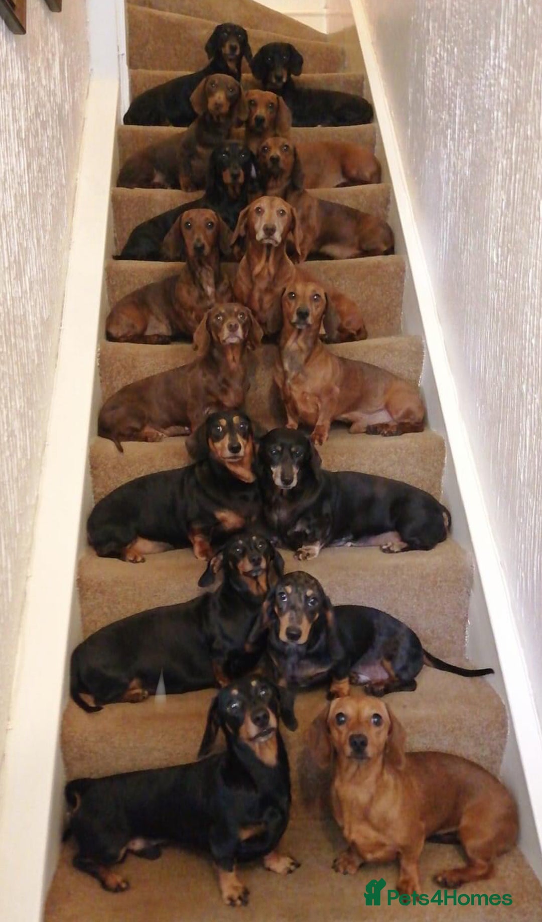 Miniature Dachshund dogs for sale: Ready for forever sofas! 3 Stunning KC reg puppies - Image 17