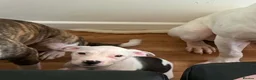 Staffordshire Bull Terrier dogs for sale: Female staffy for sale  - Advert 1