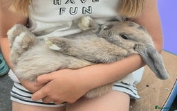 Mini Lop rabbits for sale: 2 Mini Lop + Large Hutch Ready for 5 star Family  - Image 2