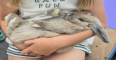Mini Lop rabbits - Advert 14
