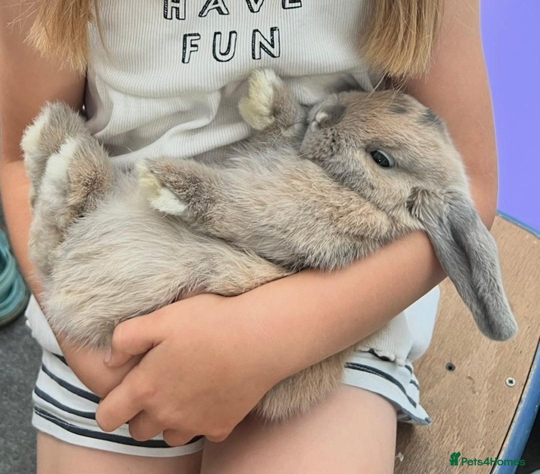 Mini Lop rabbits for sale: 2 Mini Lop + Large Hutch Ready for 5 star Family  - Image 2