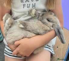 Mini Lop rabbits - Advert 13