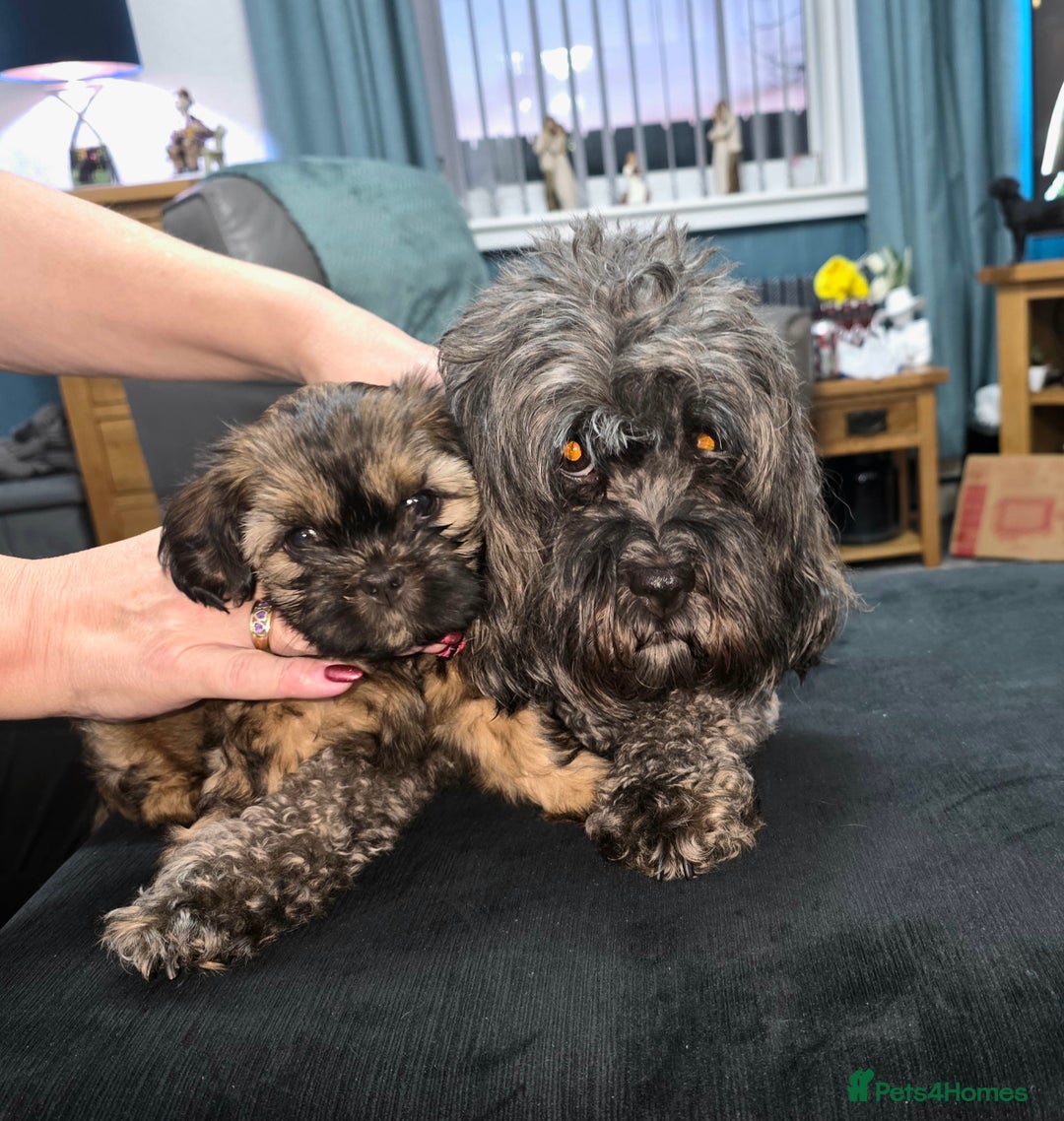 Shihpoo dogs for sale: Shi - Shipoo cross breed - Advert 1