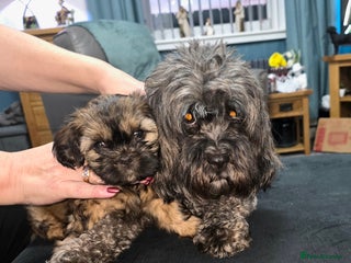 Shihpoo dogs Shi - Shipoo cross breed - Advert 2