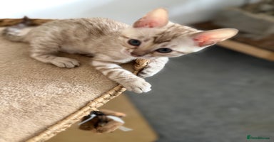 Bengal cats - Advert 10