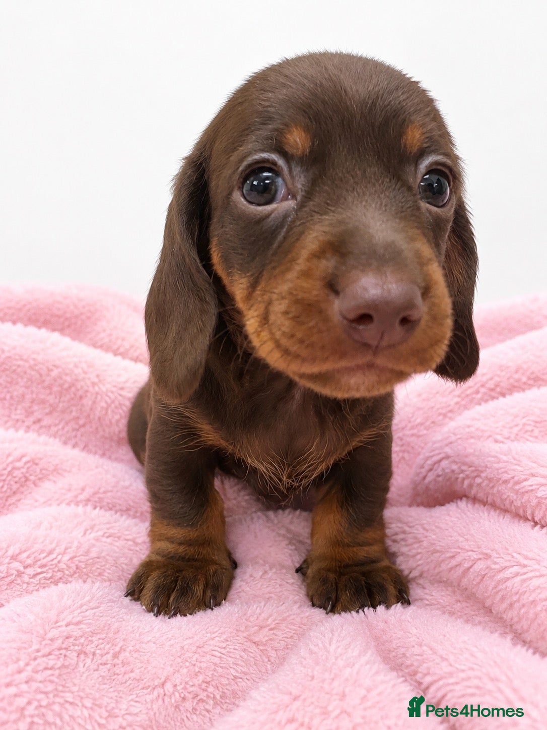 Miniature Dachshund dogs for sale: Miniature Dachshund Puppies - Advert 9