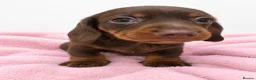 Miniature Dachshund dogs for sale: Miniature Dachshund Puppies - Advert 3