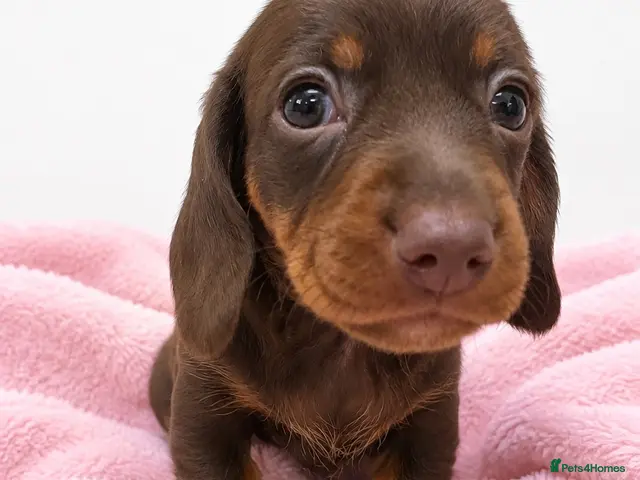 Miniature Dachshund dogs for sale: Miniature Dachshund Puppies - Advert 9