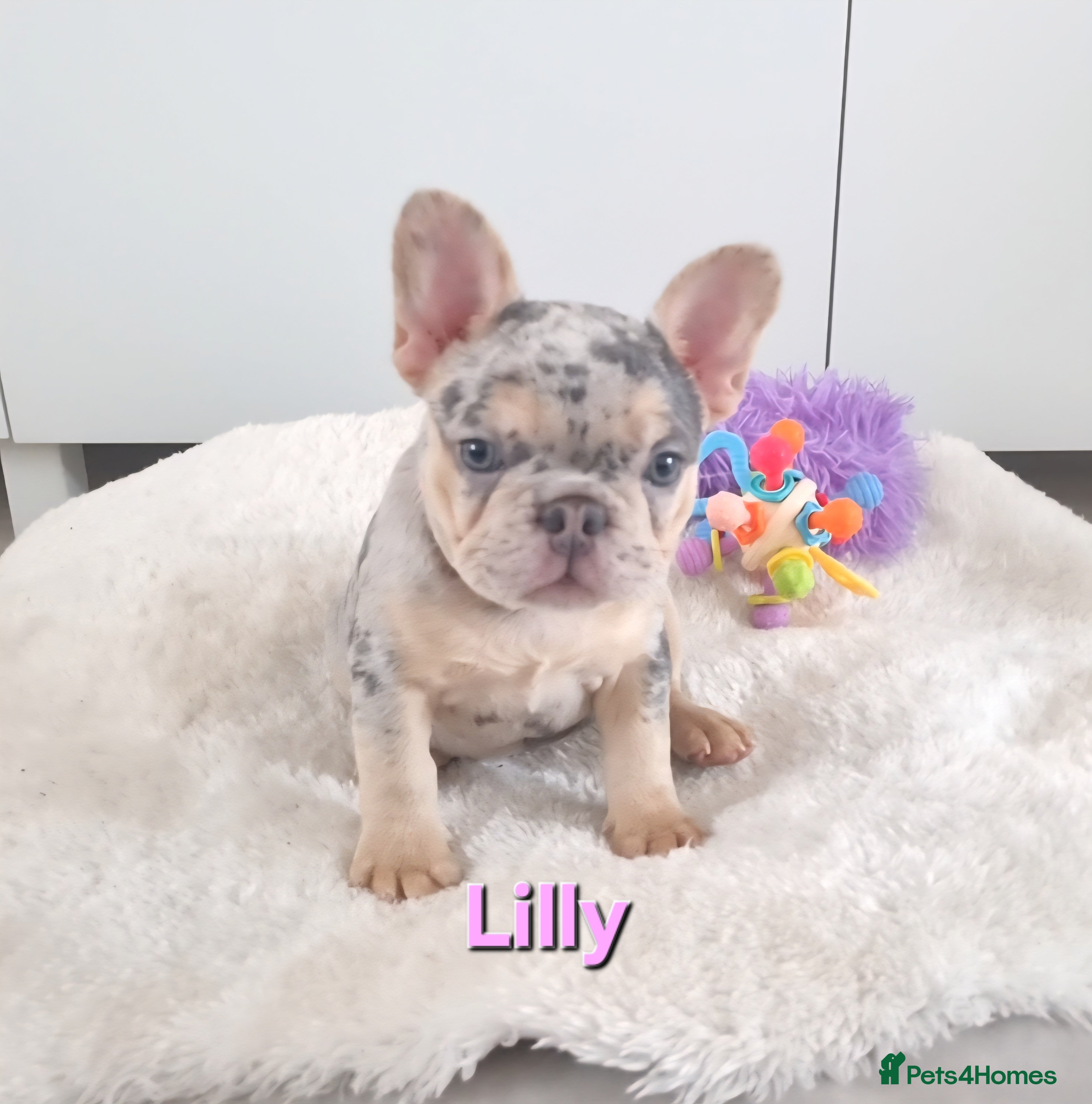 French Bulldog dogs LAST KEEPER GIRL MERLE French Bulldog puppies  - Advert 14