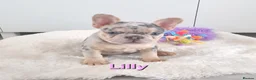 French Bulldog dogs for sale: Health tested French Bulldog puppy - Advert 9