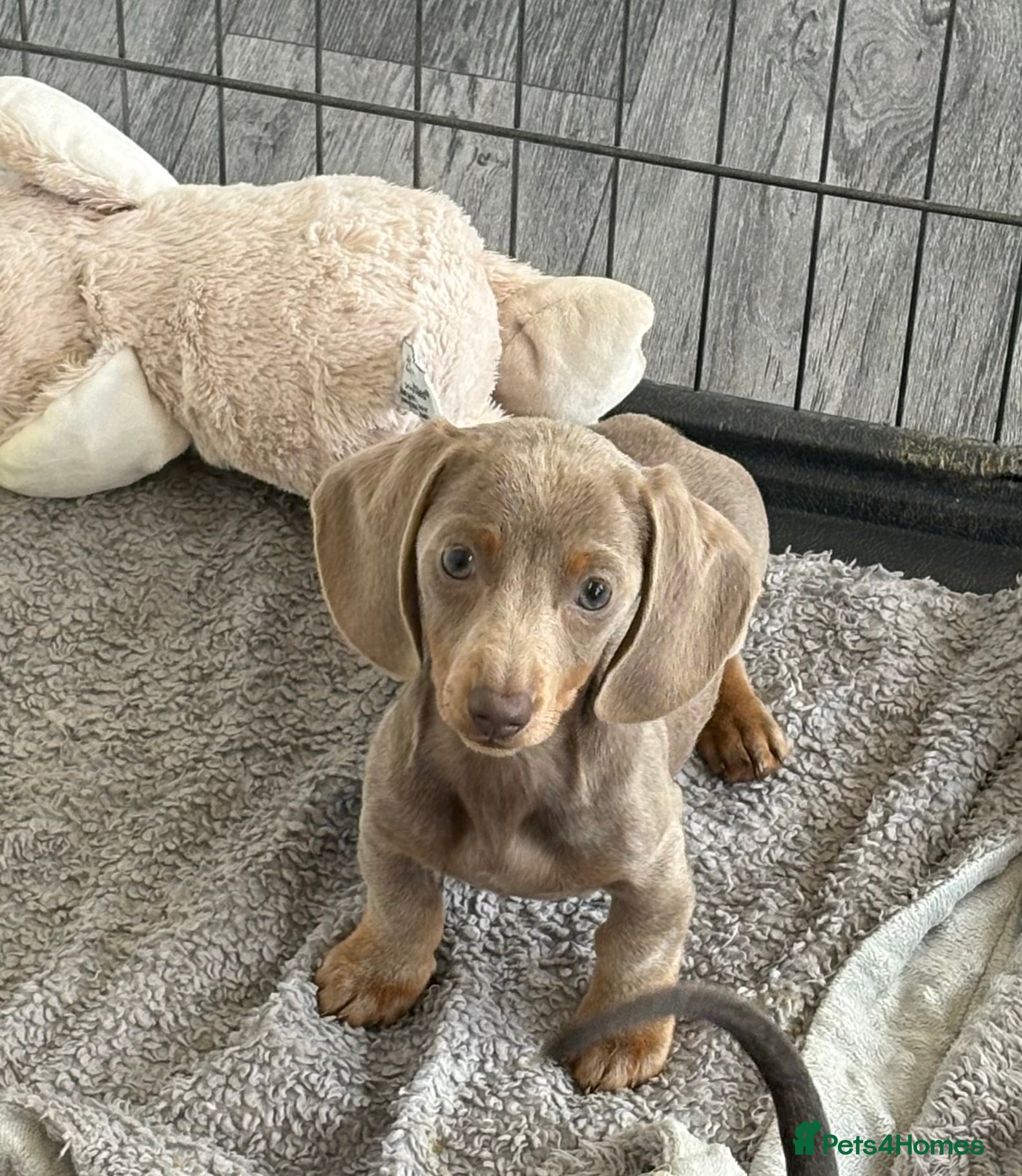 Miniature Dachshund dogs Mini Dachshund puppies for sale  - Advert 13