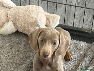 Miniature Dachshund dogs Mini Dachshund puppies for sale - Advert 1