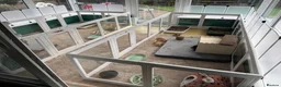 Mini Lop rabbits for sale: Rehoming 2 mixed pairs - Advert 3