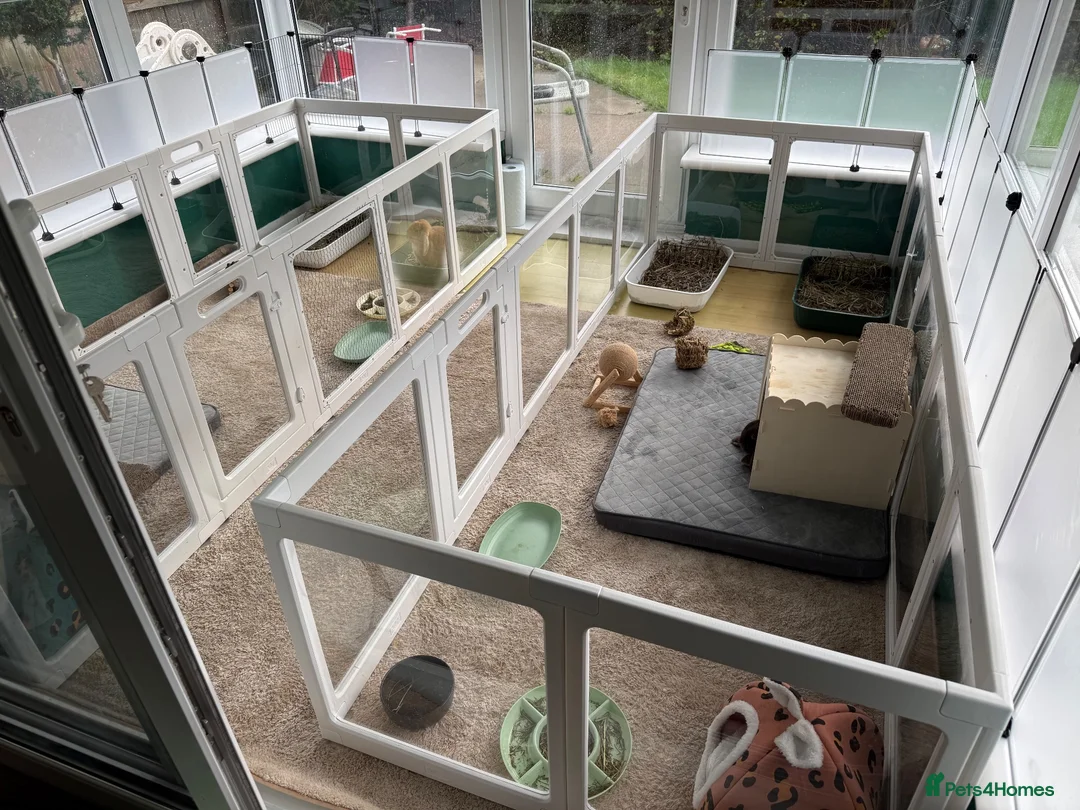 Mini Lop rabbits for sale: Rehoming 2 mixed pairs - Advert 3