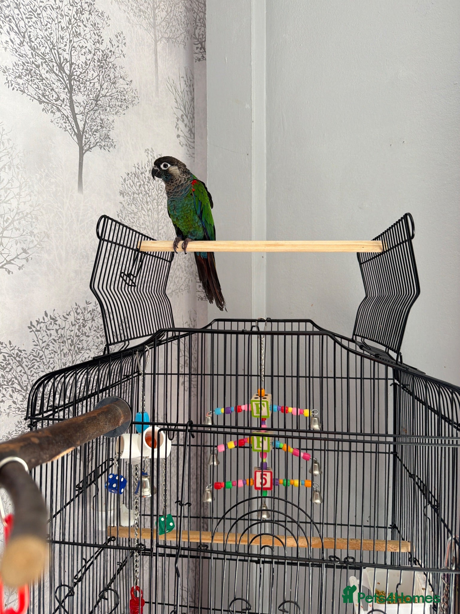 Conures birds Green check conure - Advert 2