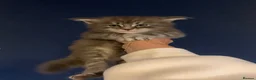 Maine Coon cats for sale: AMAZING TICA REGISTERED KITTENS - Advert 11