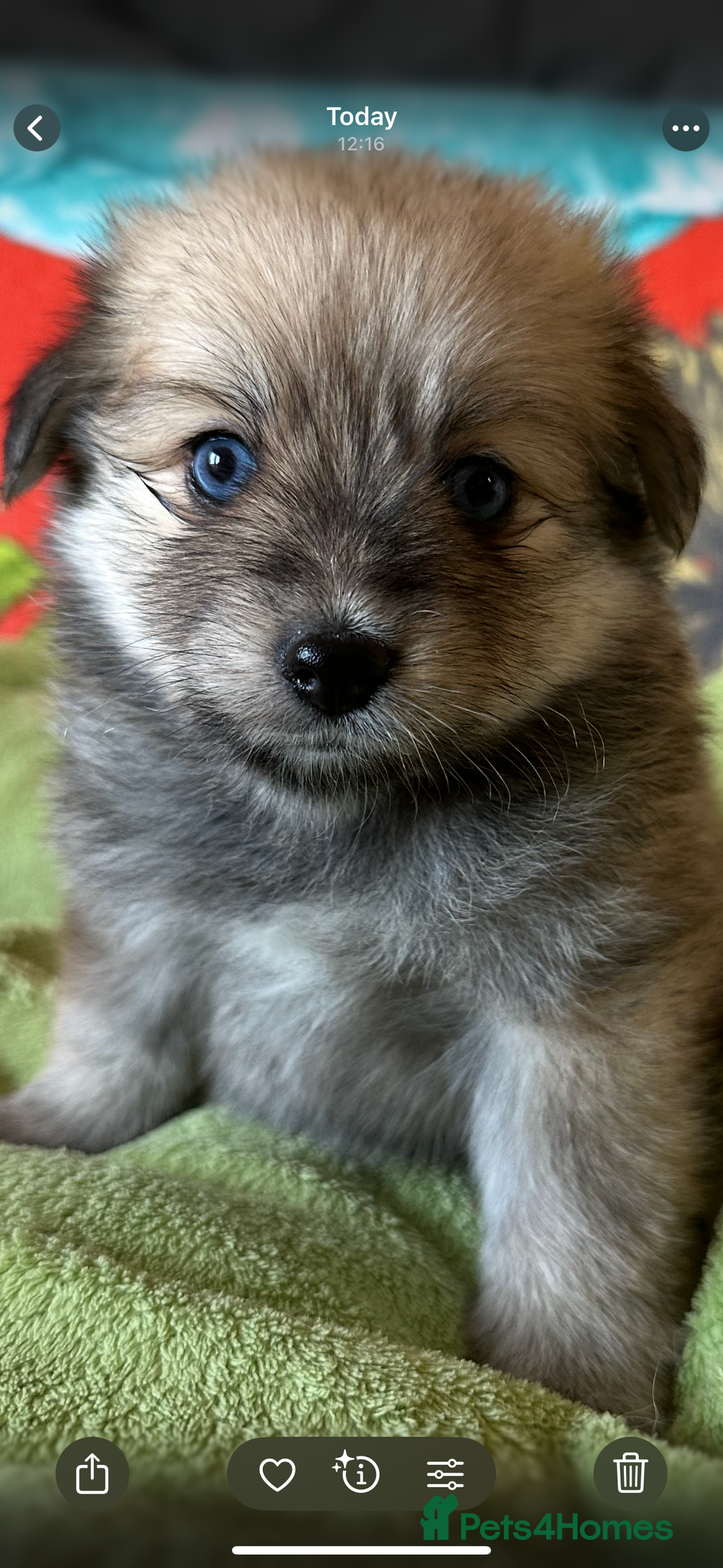 Pomsky dogs for sale: Amazing pomsky puppies - Advert 11