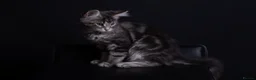 Maine Coon cats for sale: Pedigree maine coon kittens - Advert 15