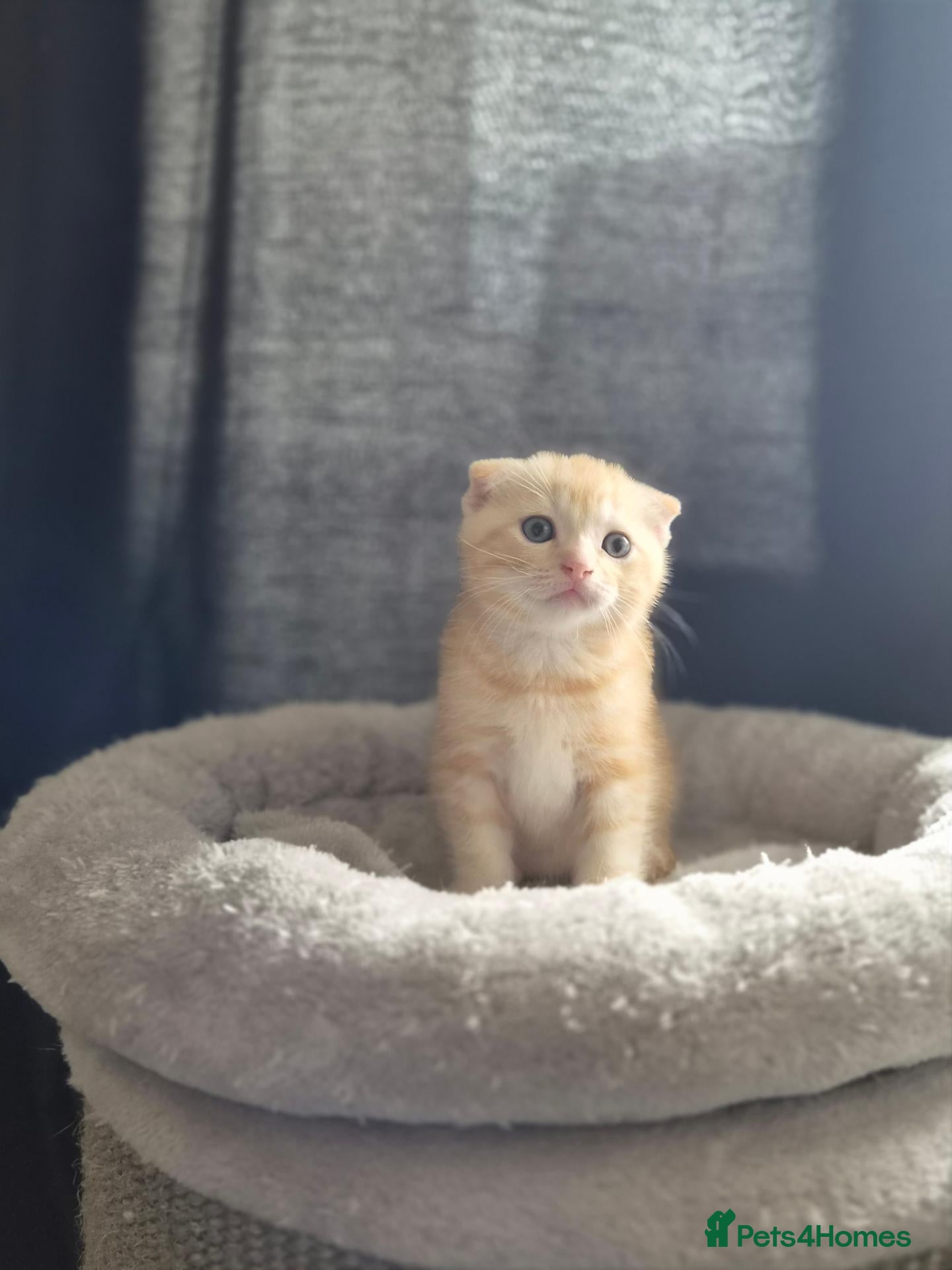 Scottish Fold cats Adorable scottish fold kittens  - Advert 5