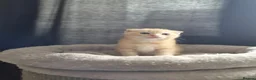 Scottish Fold cats for sale: Adorable scottish fold kittens  - Advert 1