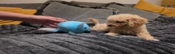 Toy Poodle dogs for sale: Toy Poodle Puppy (Male) (Golden) - Advert 5