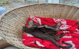 Oriental cats for sale: GCCF. Stunning Havana (Oriental Chocolates)  - Image 3