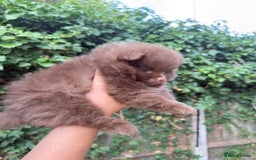Pomeranian dogs for sale: 🌟 Adorable Pompom’s Ready to Melt Your Heart! 🌟 - Image 7