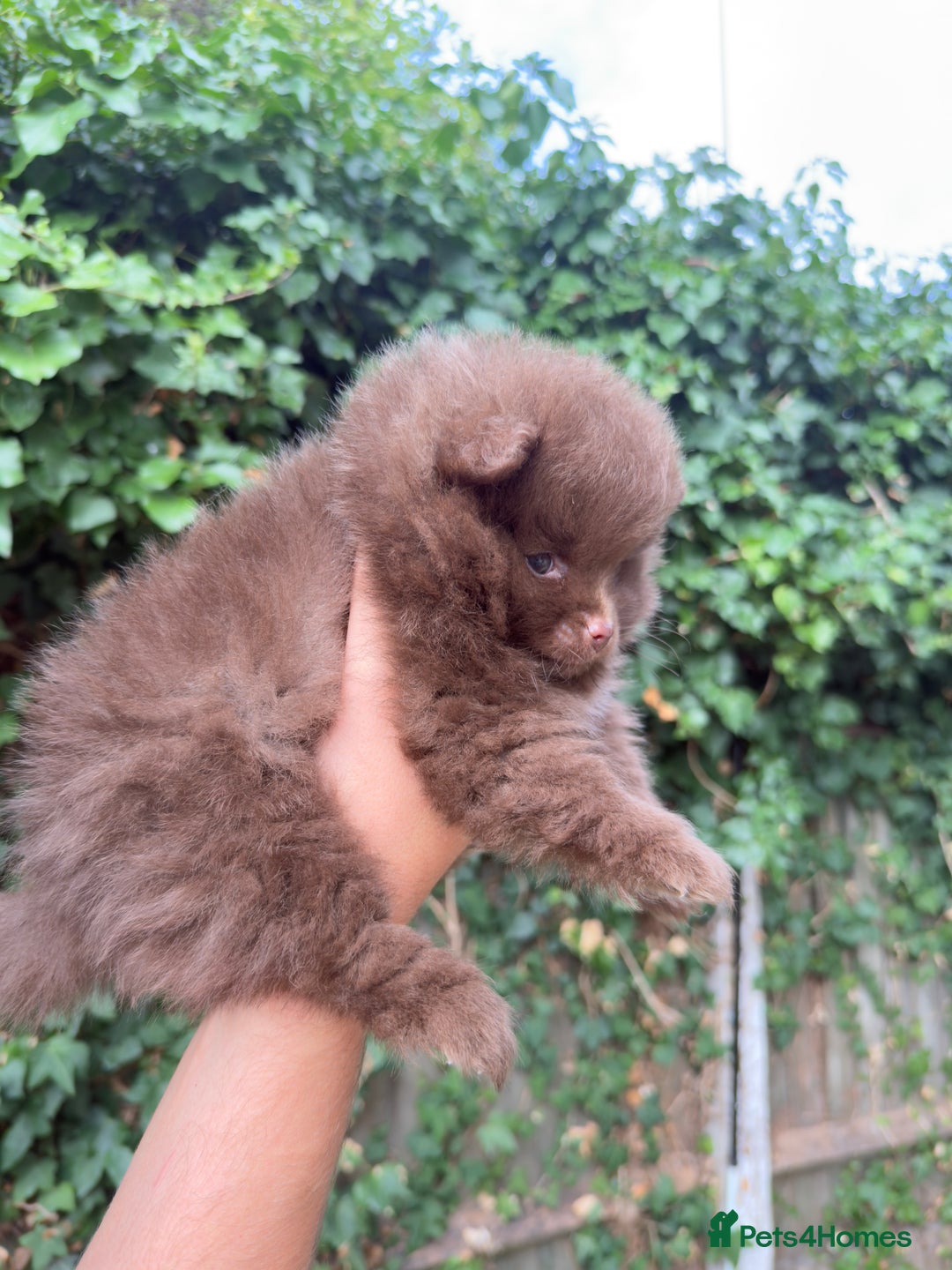 Pomeranian dogs for sale: 🌟 Adorable Pompom’s Ready to Melt Your Heart! 🌟 - Image 7