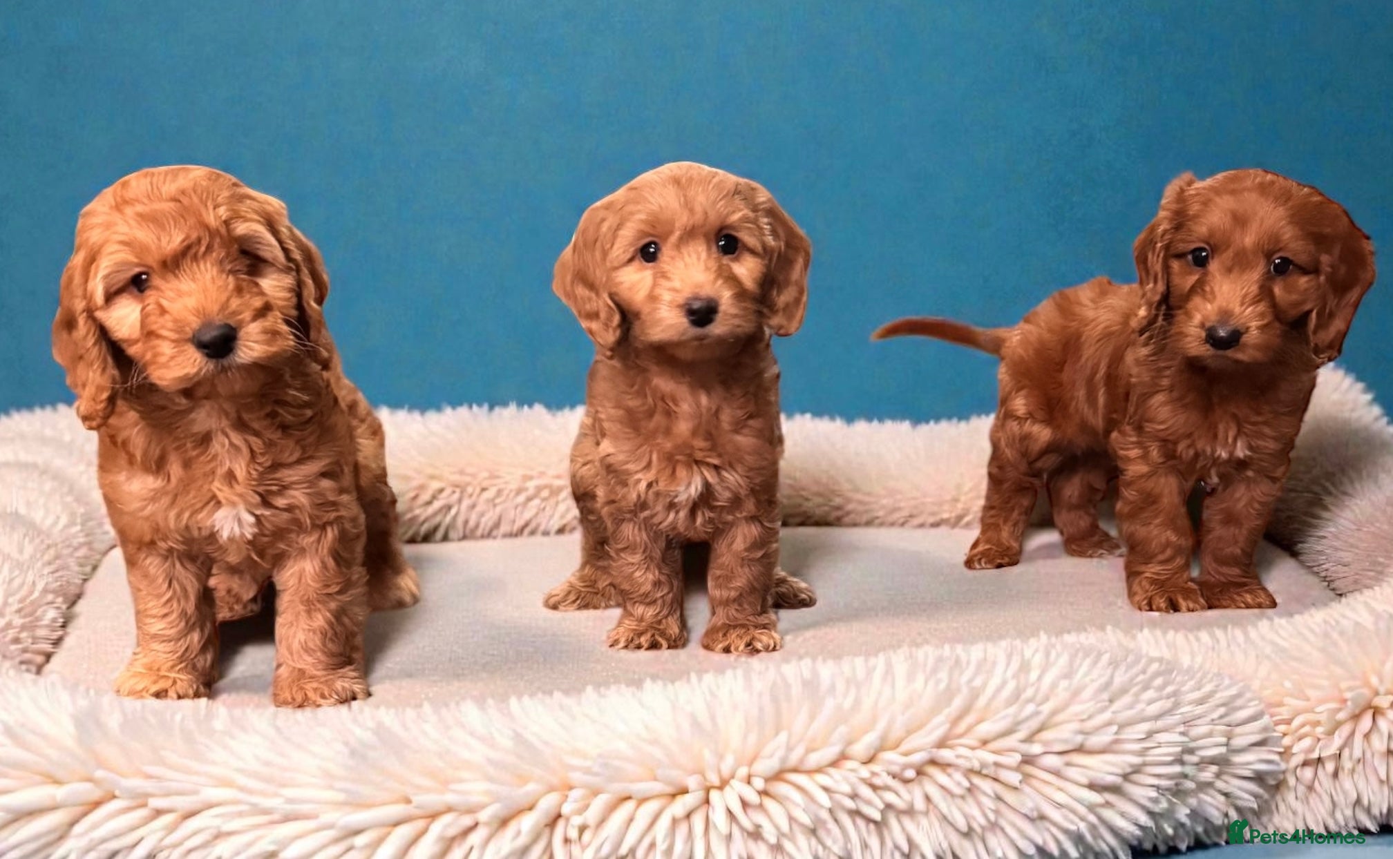 Cockapoo dogs Ready now F1 DNA clear mini cockapoo puppies  - Advert 1