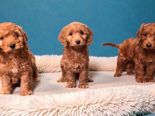 Cockapoo dogs Ready now F1 DNA clear mini cockapoo puppies - Advert 4