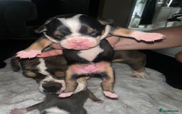 Olde English Bulldogge dogs for sale: Olde English Bulldogge Puppies  - Image 14