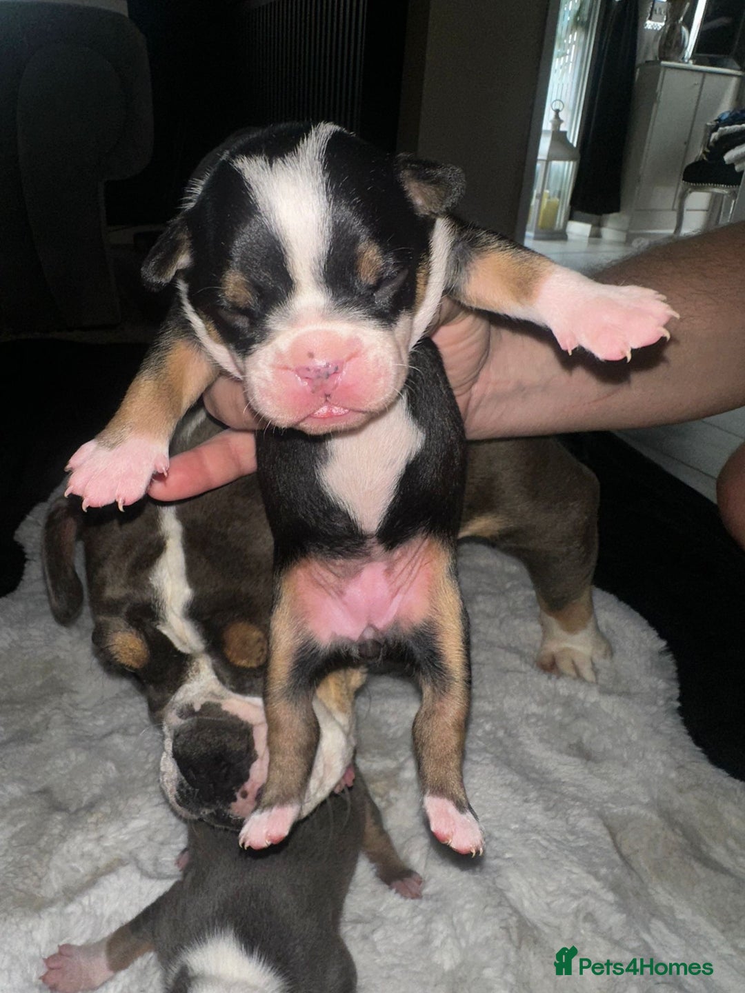 Olde English Bulldogge dogs for sale: Olde English Bulldogge Puppies  - Image 14