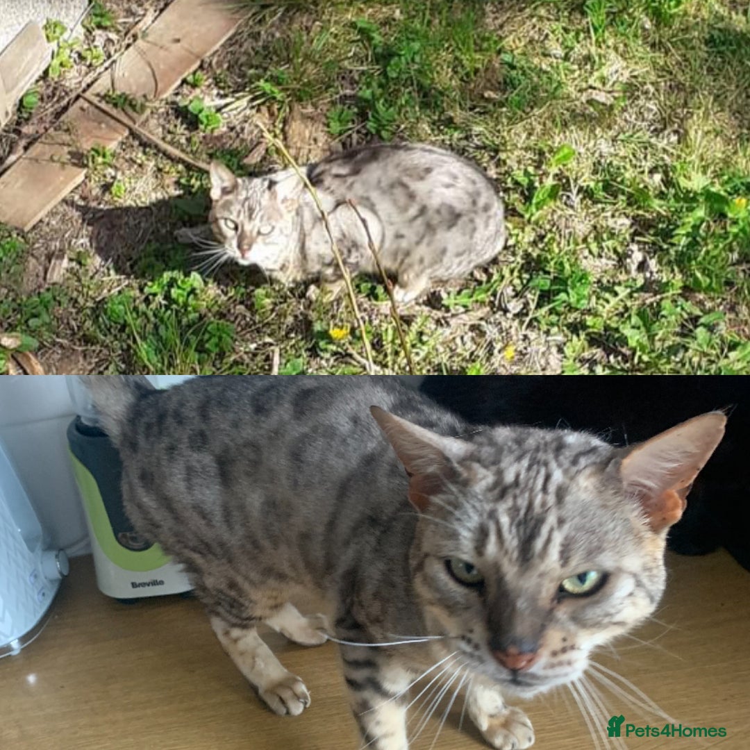 Bengal cats for sale: Snow sepia Bengal girl reluctantly needs rehoming - Advert 4