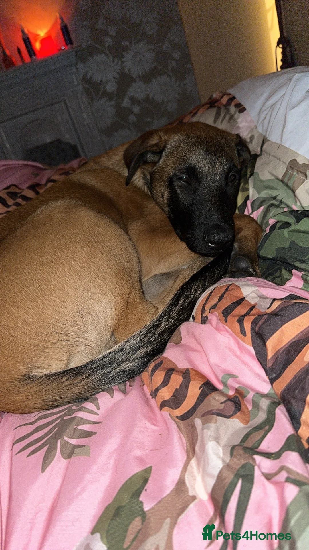 Belgian Shepherd Dog dogs for sale: Buddy, 4 months old - Advert 7