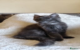 Maine Coon cats for sale: 25% OFF PURE MAINE COONS FROM CHAMPION BLOODLINE! - Image 14