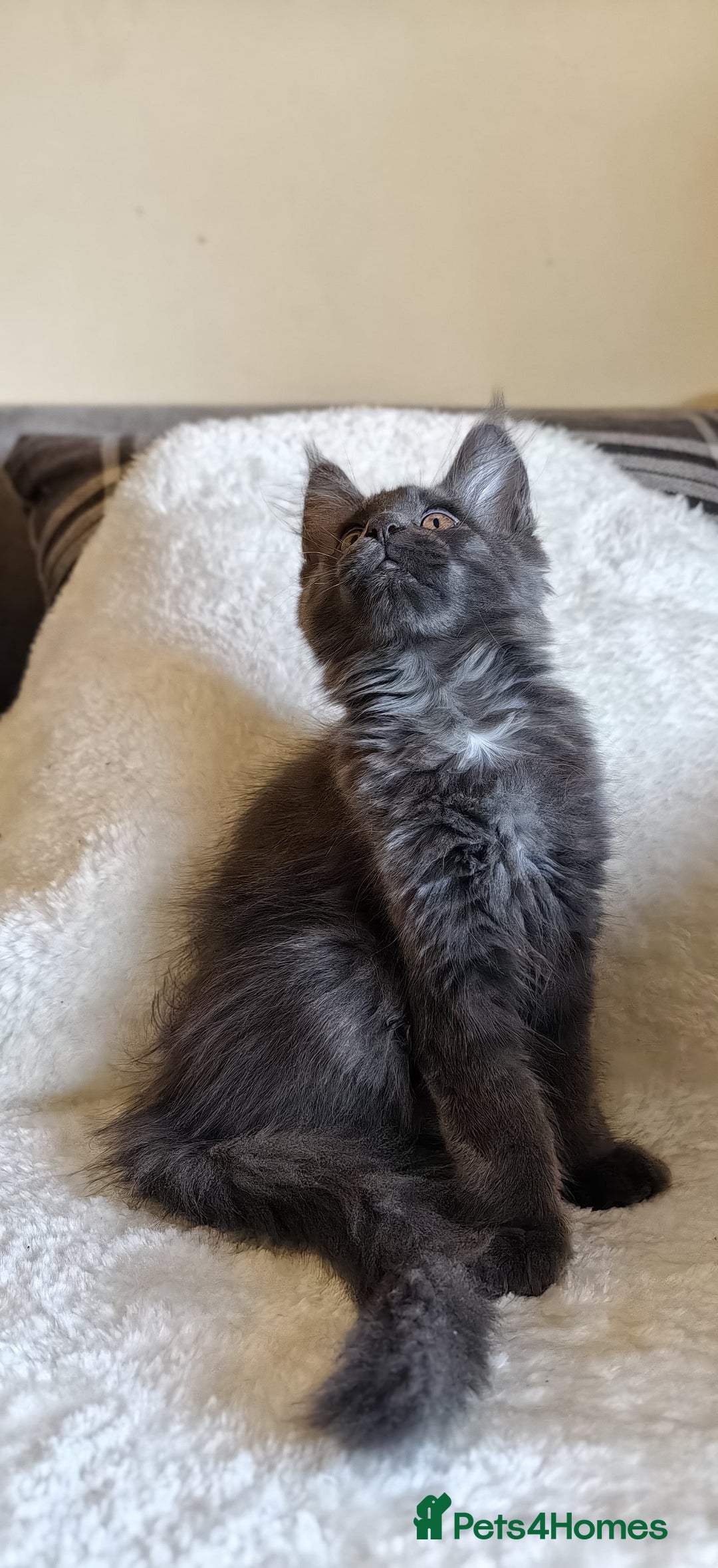 Maine Coon cats for sale: 25% OFF PURE MAINE COONS FROM CHAMPION BLOODLINE! - Image 14