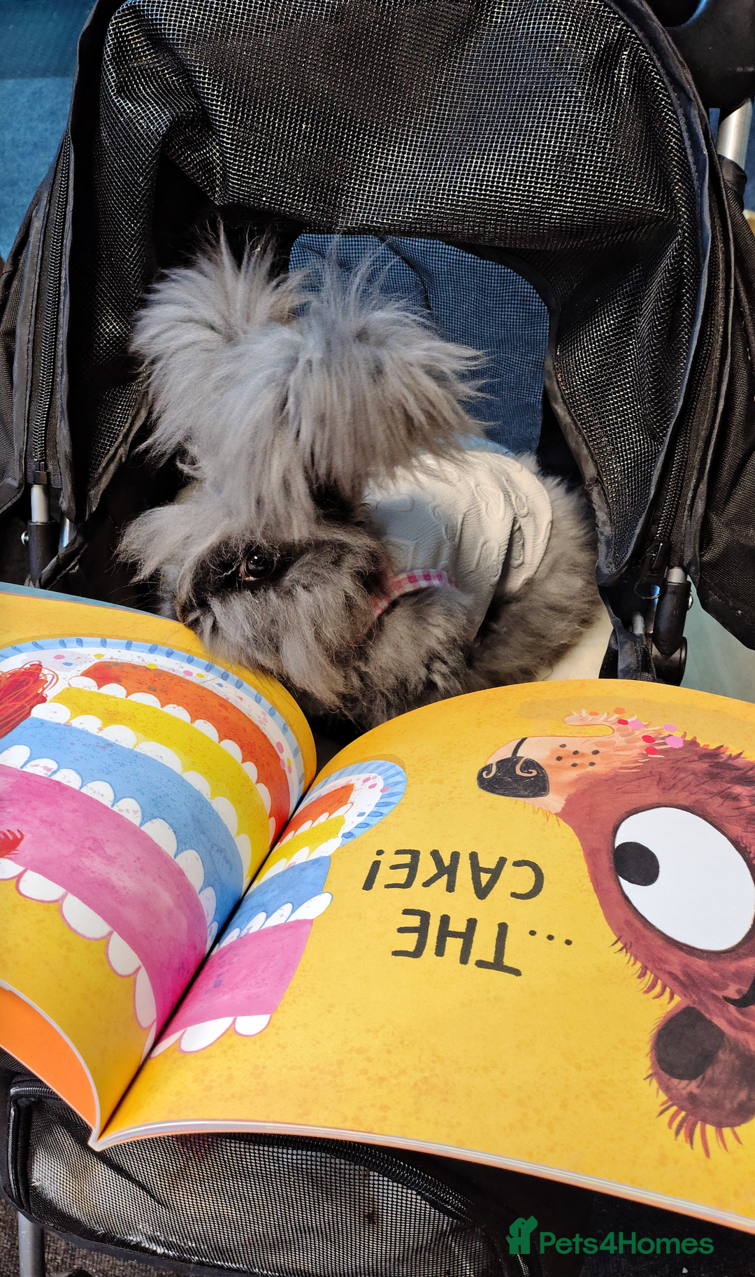 Angora rabbits for sale: ✻ Stunning Pure Bred Angora Rabbits ✻ - Advert 6