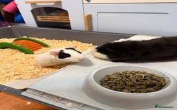 Guinea Pig rodents for sale: 2 Male Guinea Pigs - Image 3