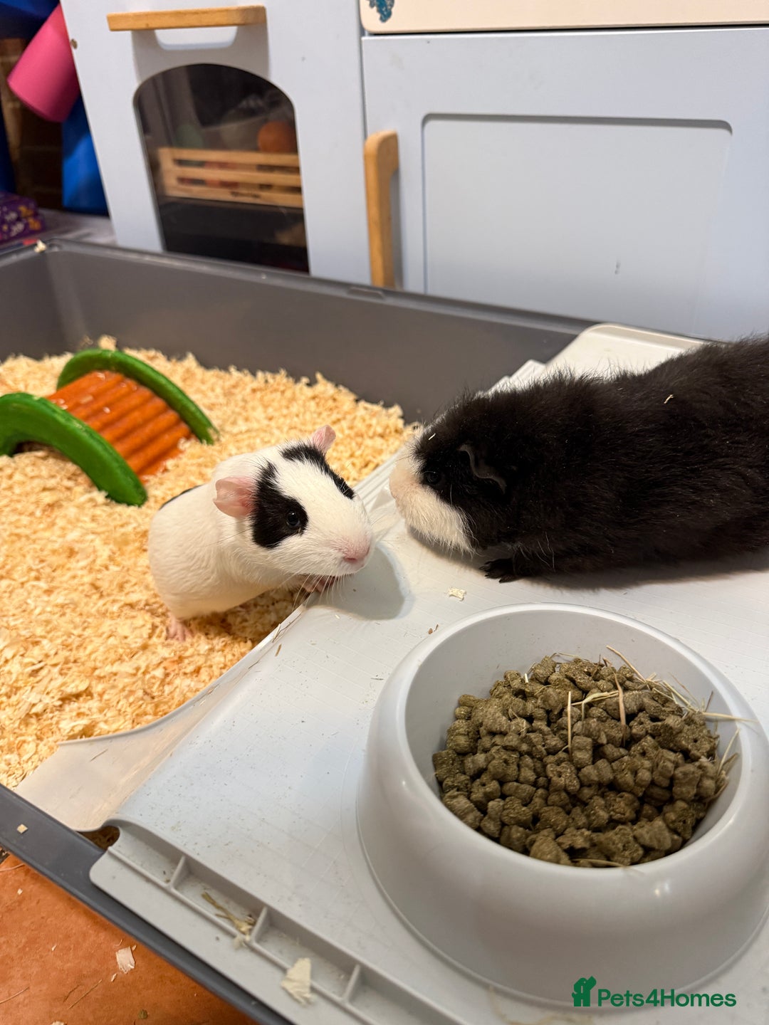 Guinea Pig rodents for sale: 2 Male Guinea Pigs - Image 3