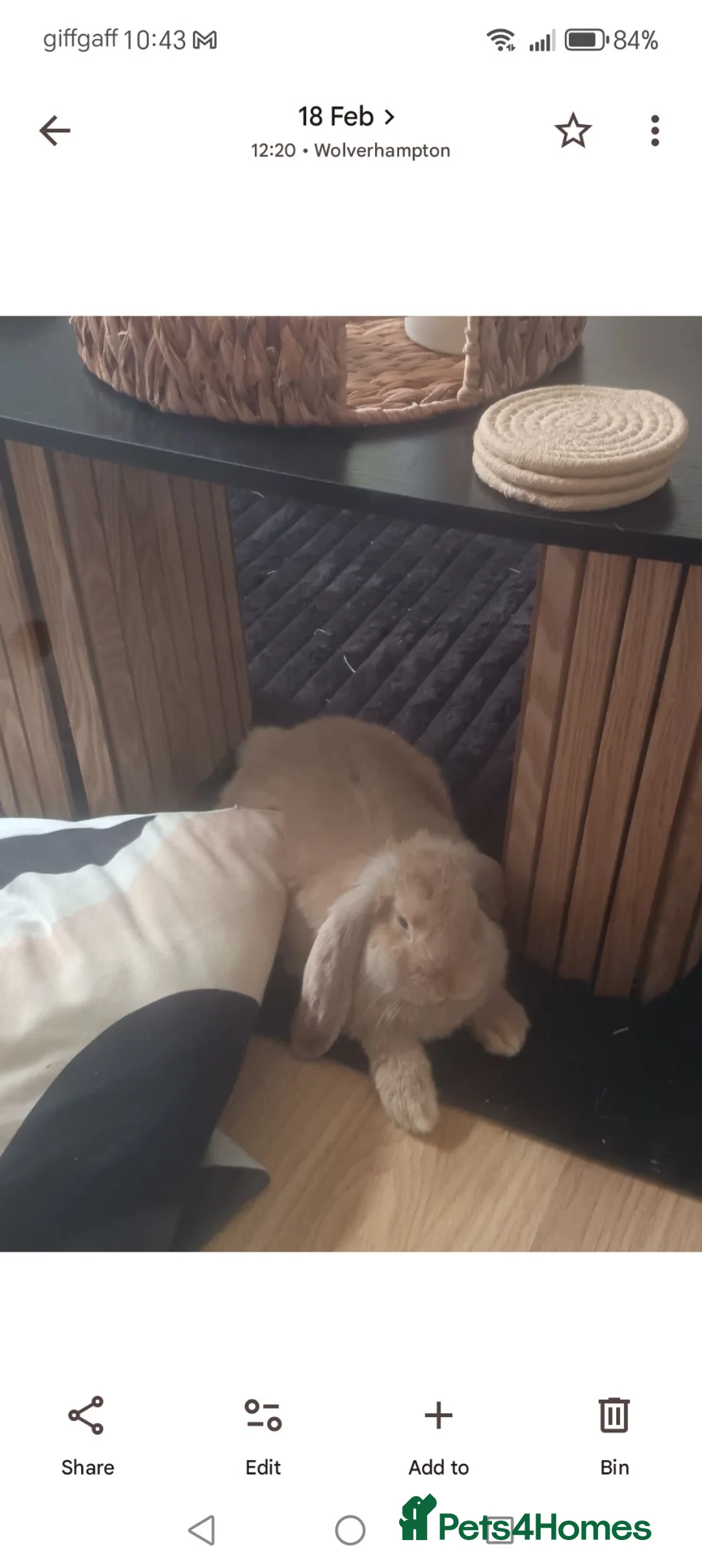 French Lop rabbits for sale: French lop  in Wolverhampton - Advert 2