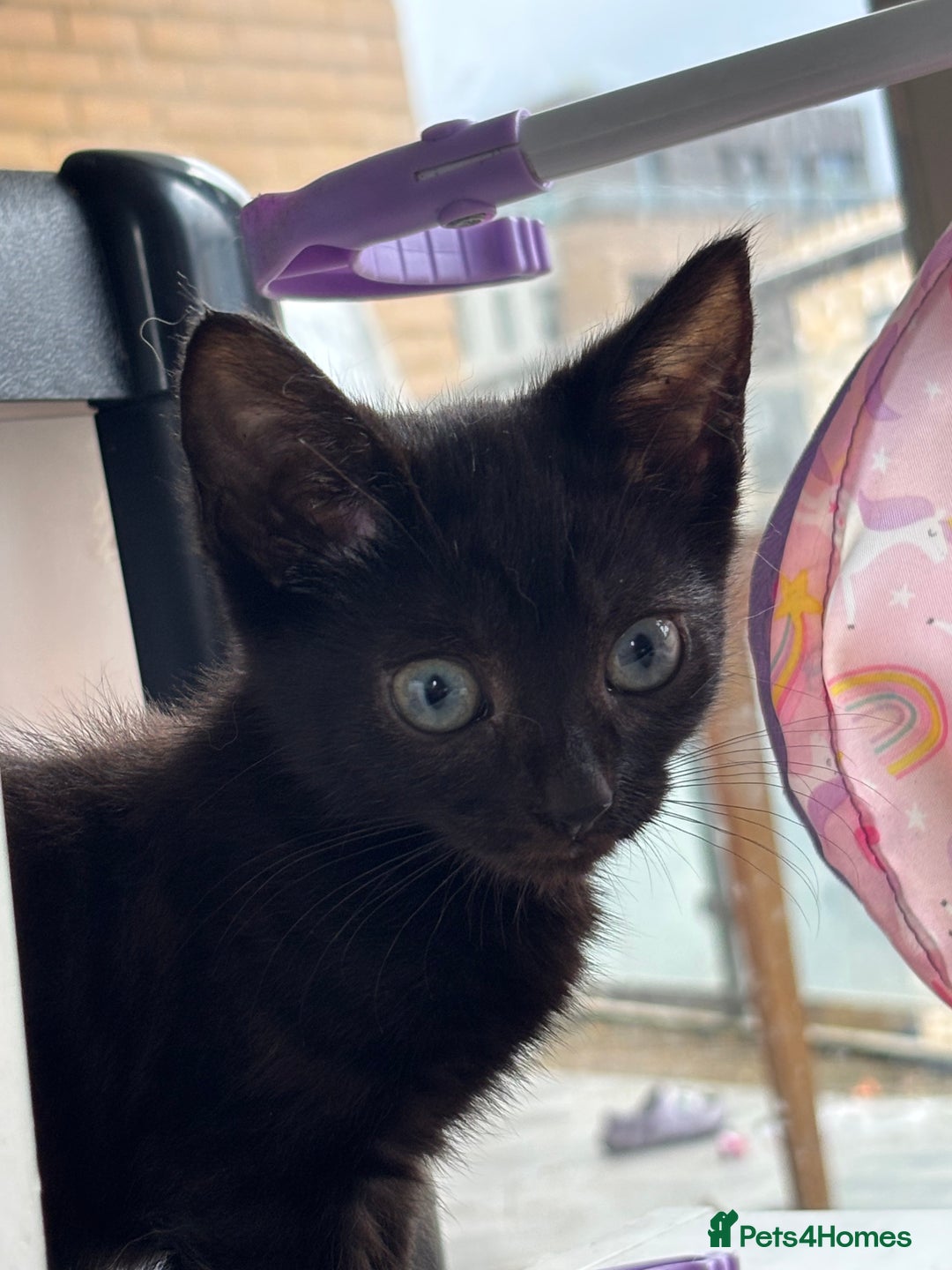 Domestic Shorthair cats for sale: Kittens for sale  - Image 14