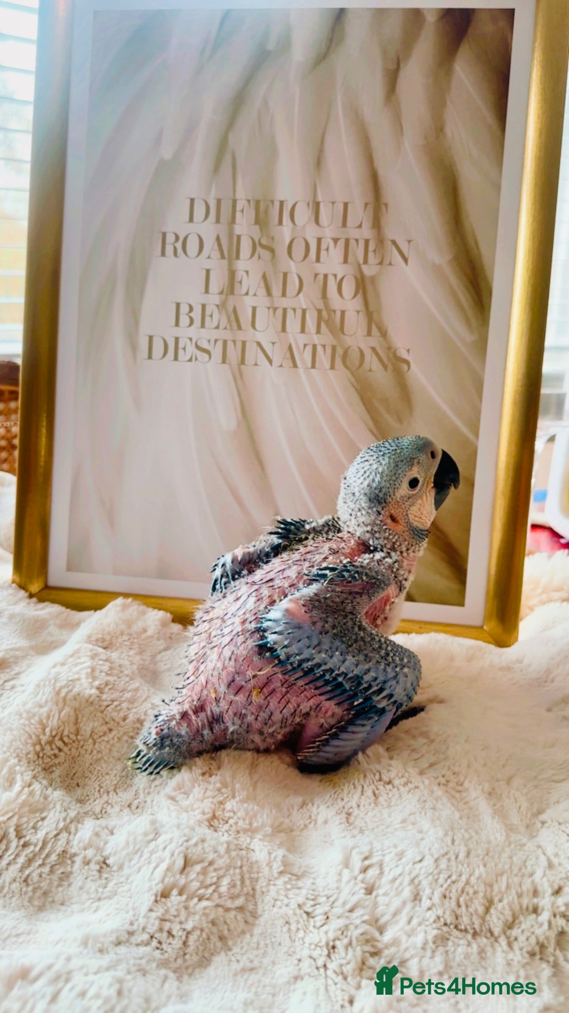 Macaws birds B&G Macaw/Cockatoo - Advert 1