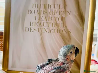 Macaws birds B&G Macaw/Cockatoo - Advert 1