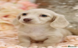 Miniature Dachshund dogs for sale: KC Registered Cream Longhair Puppies - Image 8