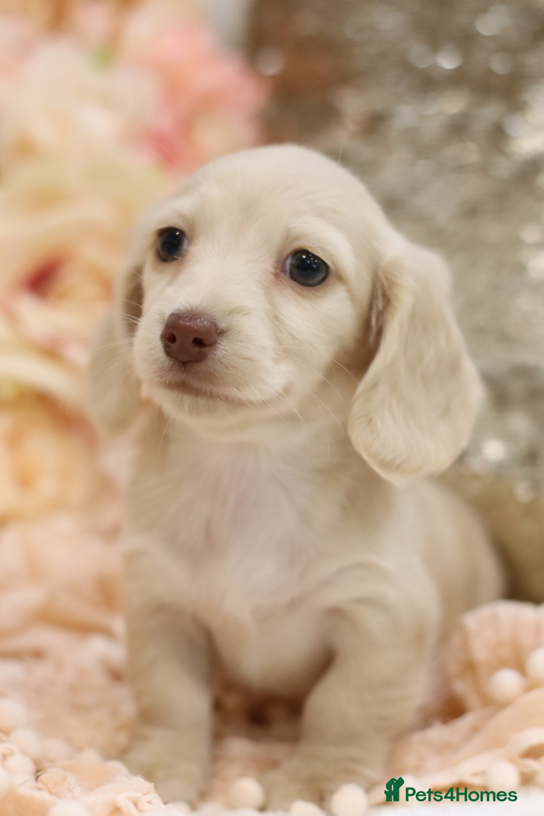 Miniature Dachshund dogs for sale: KC Registered Cream Longhair Puppies - Image 8