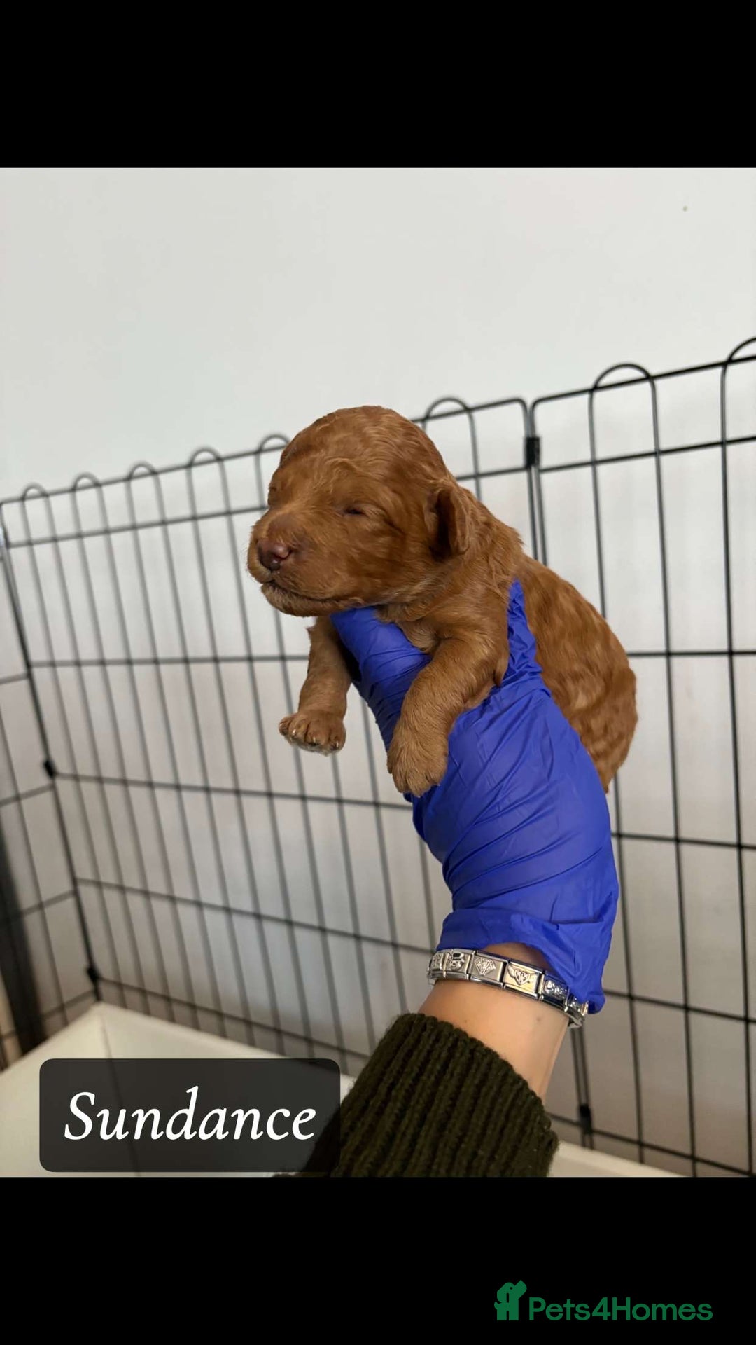 Cockapoo dogs for sale: toy cockapoo pups - Image 6