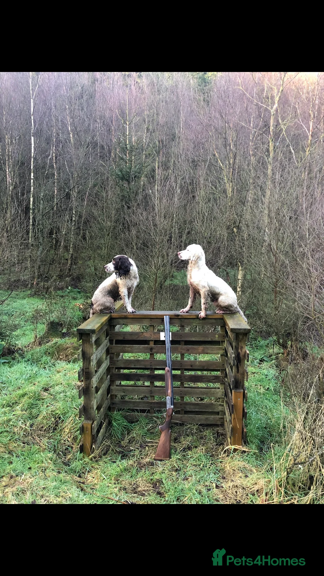 English Springer Spaniel dogs for stud: HEALTHTESTED WORKING ENGLISH SPRINGER SPANIEL in Bishop Auckland - Advert 23