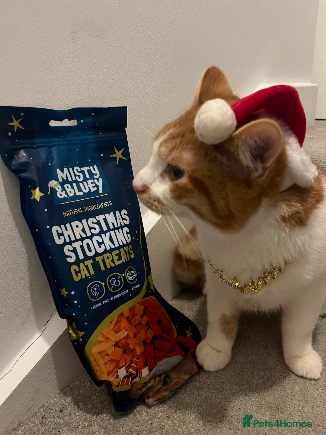 Domestic Shorthair cats for sale: The most perfect boy in Birmingham - Advert 2