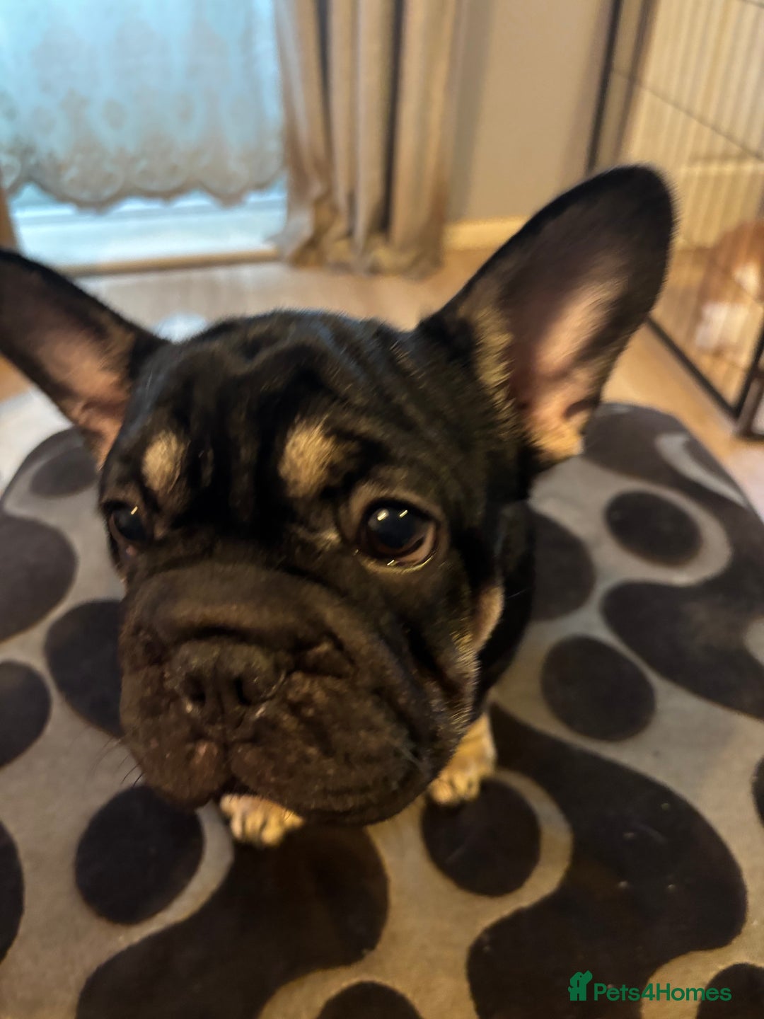 French Bulldog dogs for sale: French bulldog puppies  - Advert 13