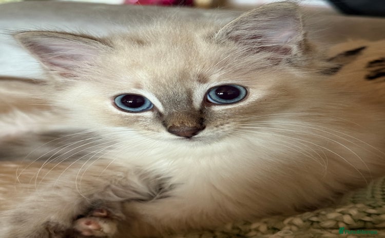Ragdoll cats - Advert 3